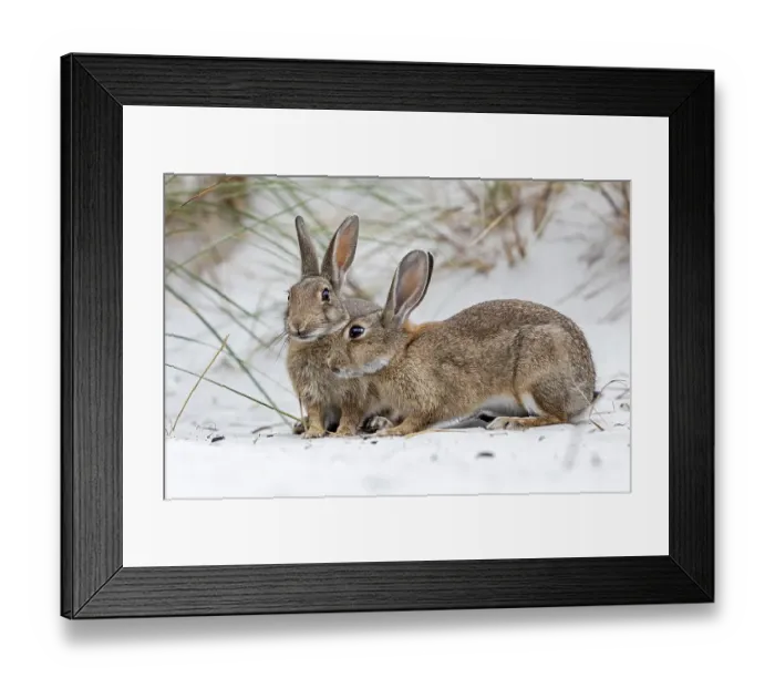 Framed Print : European or common rabbits (Oryctolagus cuniculus) on Baltic Sea dunes