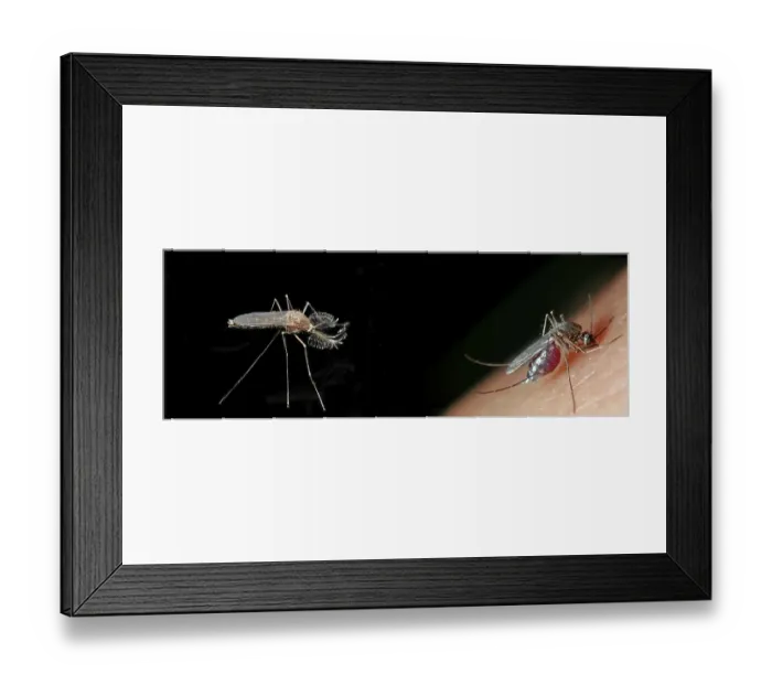 Framed Print : Northern house mosquito (Culex pipiens)