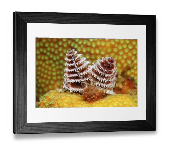 Framed Print : Christmas Tree Worm (Spirobranchus giganteus) settle on a stony coral Framed Print : Christmas Tree Worm (Spirobranchus giganteus) settle on a stony coral