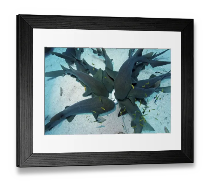 Framed Print : A school of Nurse Sharks (Ginglymostoma cirratum) attracted by a container of scent agents and bait lye on the sandy ocean floor, barrier reef, San Pedro, Ambergris Cay Island, Belize, Central America, Caribbean, Central America Framed Print : A school of Nurse Sharks (Ginglymostoma cirratum) attracted by a container of scent agents and bait lye on the sandy ocean floor, barrier reef, San Pedro, Ambergris Cay Island, Belize, Central America, Caribbean, Central America