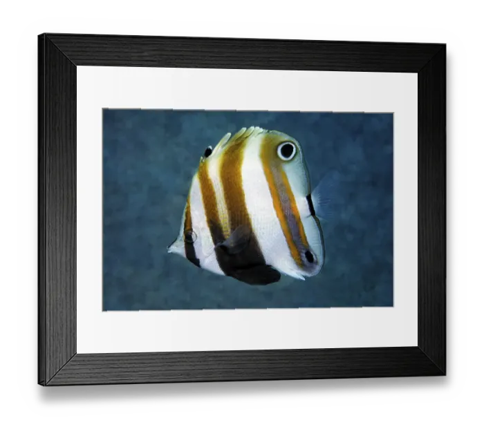 Framed Print : Goldengirdled coralfish (Coradion chrysozonus) Framed Print : Goldengirdled coralfish (Coradion chrysozonus)