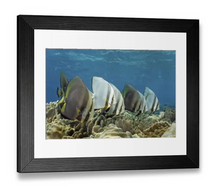 Framed Print : School of Orbicular Barfish (Platax orbicularis) swimming above leather corals in coral reef