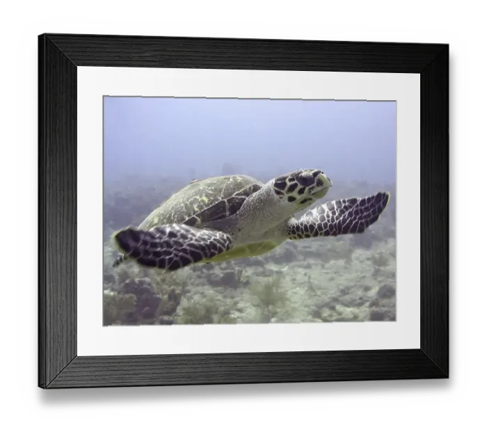Framed Print : Hawksbill sea turtle (Eretmochelys imbricata imbricata)