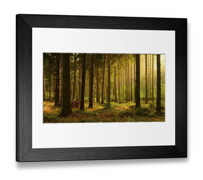 Framed Print : Morning sun, spruce (Picea sp.) forest in autumn Framed Print : Morning sun, spruce (Picea sp.) forest in autumn