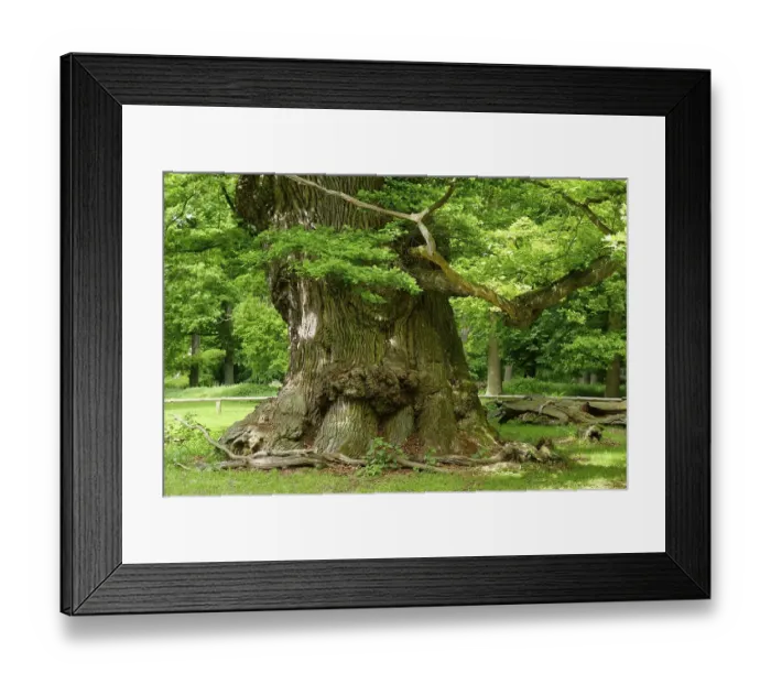 Framed Print : Oak of Ivenack, oldest oaks in Germany, Ivenack near Stavenhagen, Mecklenburg Lake District, Mecklenburg-Western Pomerania, Germany, Europe