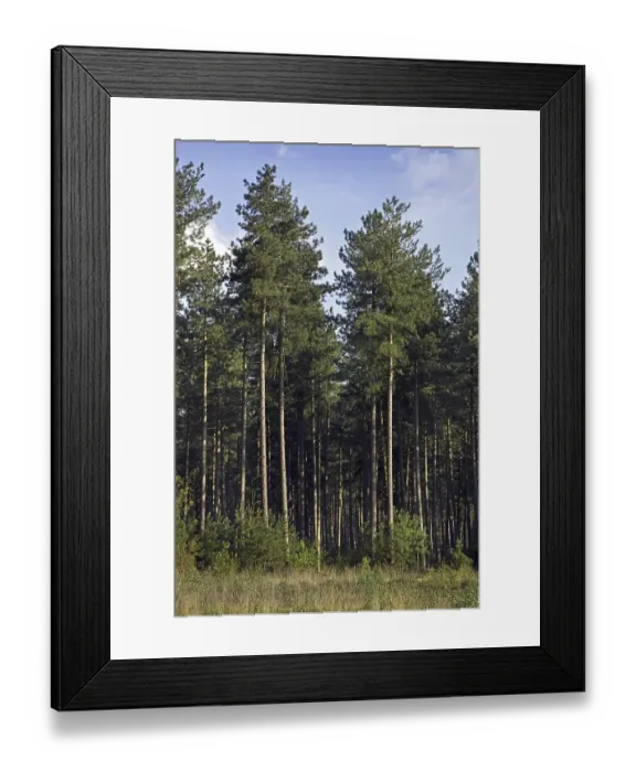 Framed Print : Coniferous forest with European black pines (Pinus nigra)