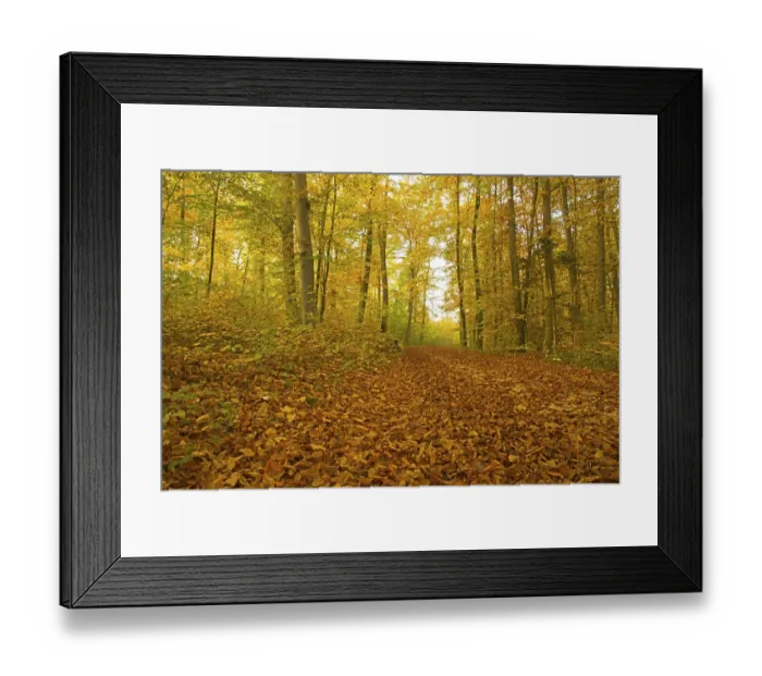 Framed Print : Autumn forest, Beech (Fagus sylvatica) Framed Print : Autumn forest, Beech (Fagus sylvatica)
