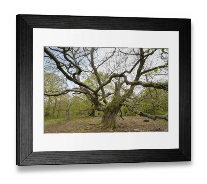 Framed Print : Knotty beech (Fagus), Hutewald Halloh Framed Print : Knotty beech (Fagus), Hutewald Halloh