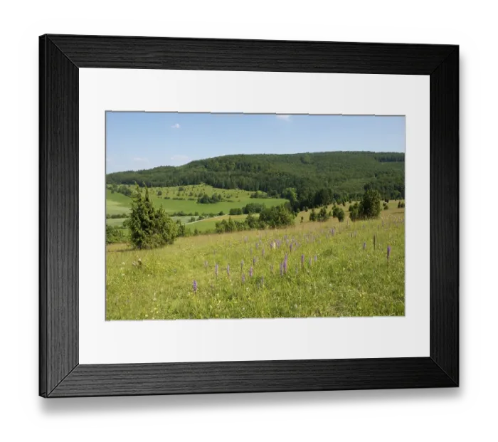 Framed Print : Juniper pastures, Wiesenthaler Schweiz nature reserve, Wiesenthal, Rhoen Biosphere Reserve, Thuringia, Germany, Europe