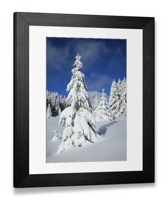 Framed Print : Snow-covered winter landscape, spruces (Picea abies) covered by snow