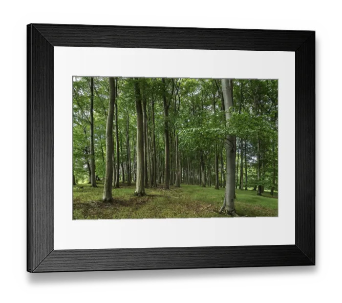 Framed Print : Beech (Fagus) forest, Mecklenberg-Western Pomerania Framed Print : Beech (Fagus) forest, Mecklenberg-Western Pomerania