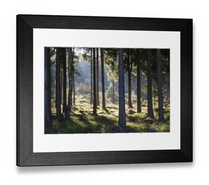 Framed Print : Sunlight in a pine forest, Zittau Mountains