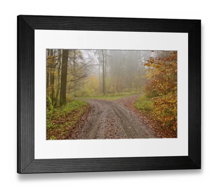 Framed Print : Fork, forest path, deciduous forest