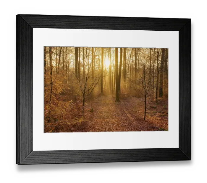 Framed Print : Forest, beeches, haze, sunrise
