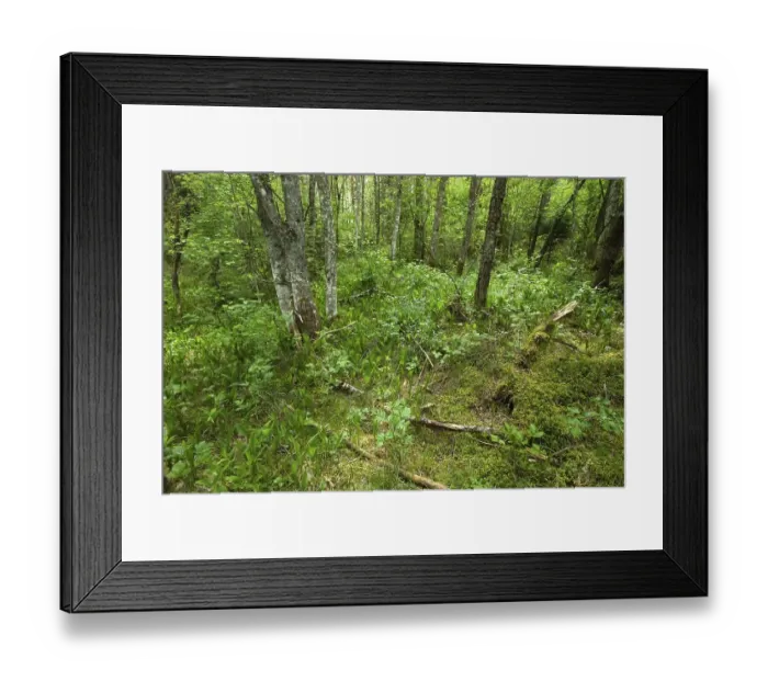 Framed Print : Riparian forest near the Lech River