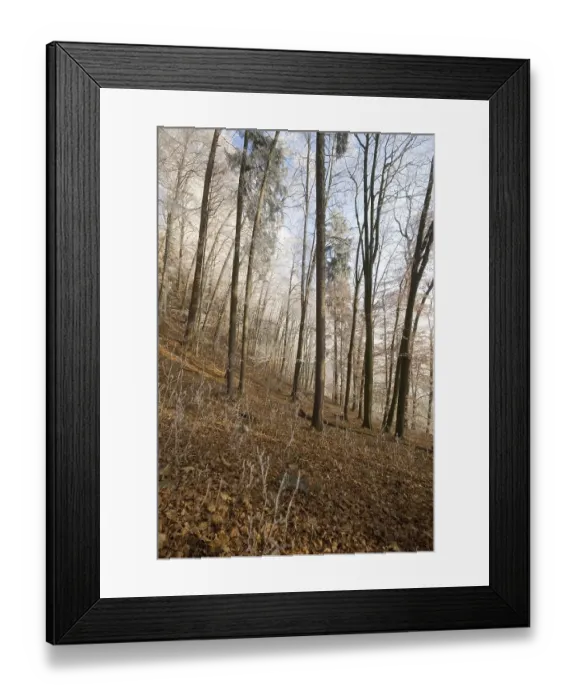 Framed Print : Beech grove (Fagus) with white frost