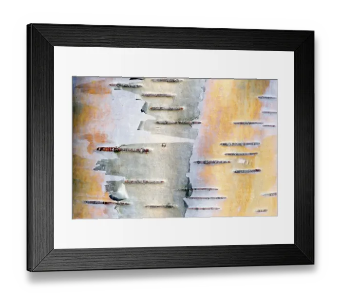 Framed Print : Birch bark (Betula), Tirol, Austria, Europe Framed Print : Birch bark (Betula), Tirol, Austria, Europe
