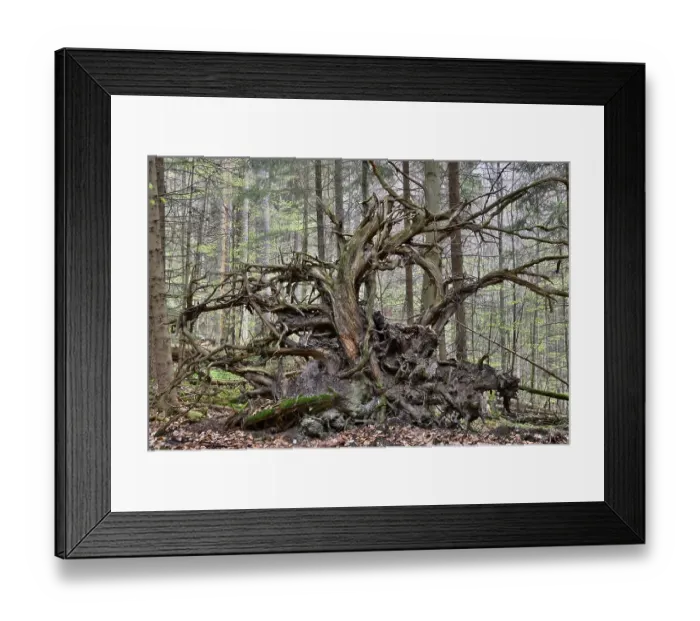 Framed Print : Roots of a fallen Common Spruce (Picea abies) Framed Print : Roots of a fallen Common Spruce (Picea abies)