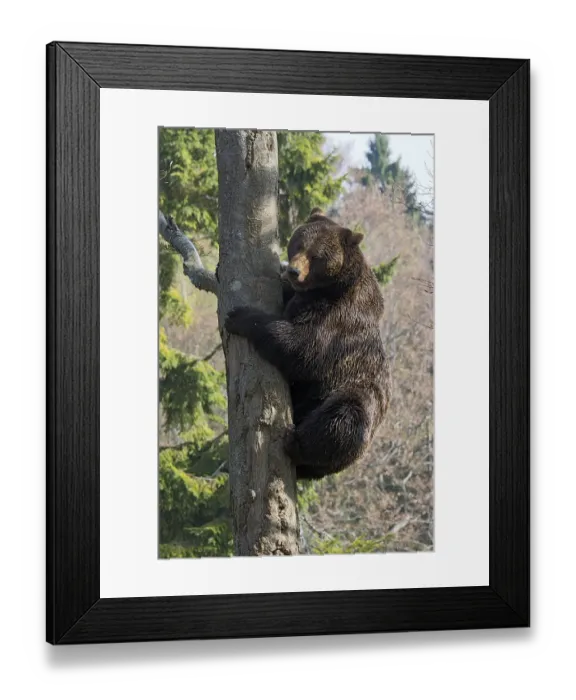 Framed Print : Brown bear (Ursus arctos), male climbing tree Framed Print : Brown bear (Ursus arctos), male climbing tree