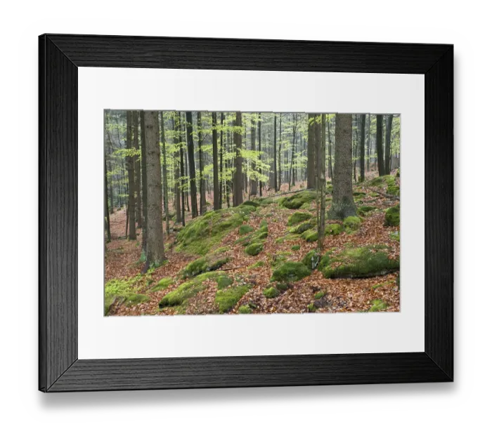 Framed Print : Natural mixed forest in the spring Framed Print : Natural mixed forest in the spring