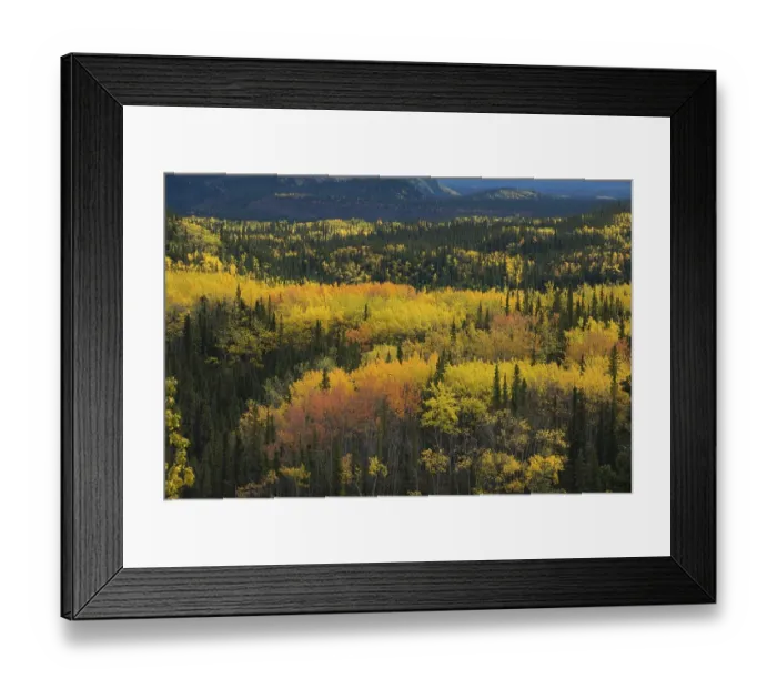 Framed Print : Autumnal landscape, Denali National Park