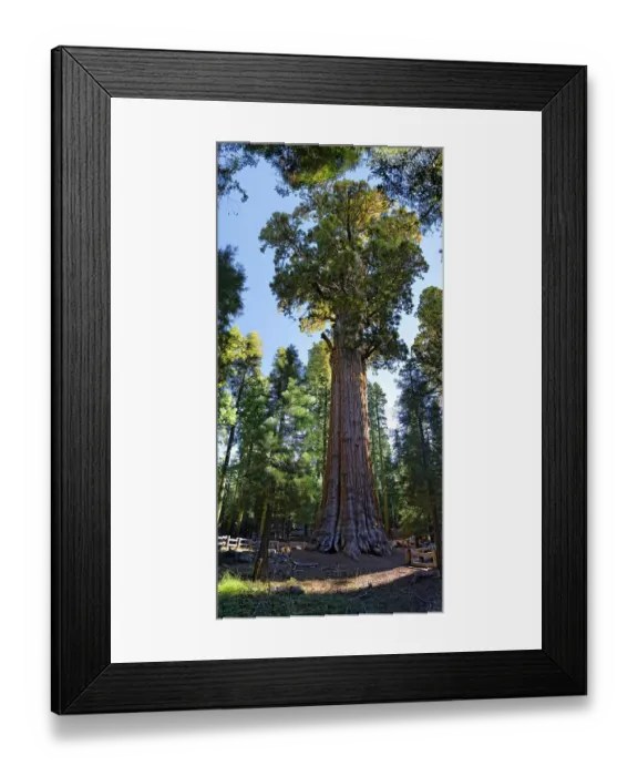 Framed Print : Giant sequoia General Sherman (Sequoiadendron giganteum) in the Giant Forest Framed Print : Giant sequoia General Sherman (Sequoiadendron giganteum) in the Giant Forest