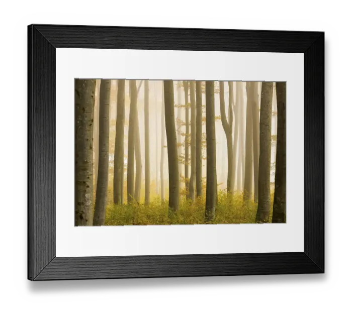 Framed Print : Autumnal Beech forest (Fagus) with fog Framed Print : Autumnal Beech forest (Fagus) with fog