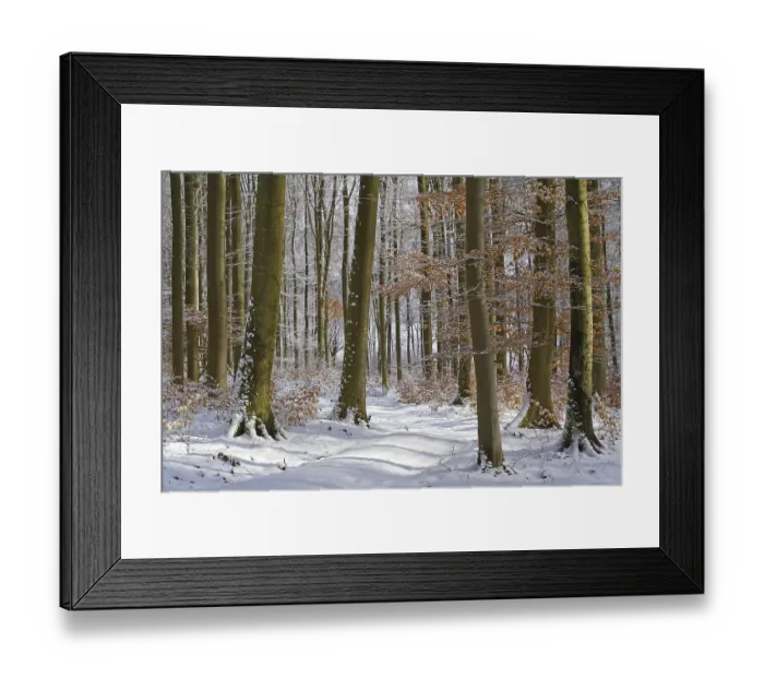 Framed Print : Wintry beech forest (Fagus sylvatica)