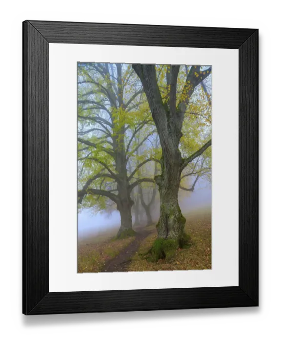 Framed Print : Large-leaved lindens (Tilia platyphyllos)