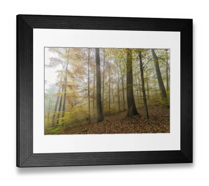 Framed Print : Beech (Fagus) forest in autumn, fog, Baden-Wuerttemberg, Germany, Europe Framed Print : Beech (Fagus) forest in autumn, fog, Baden-Wuerttemberg, Germany, Europe