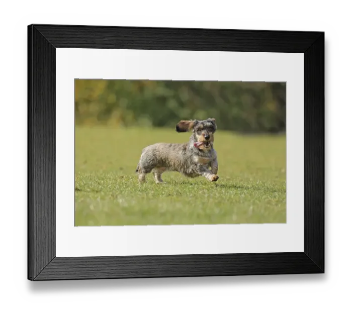 Framed Print : Rough-haired dachshund, hunting dog