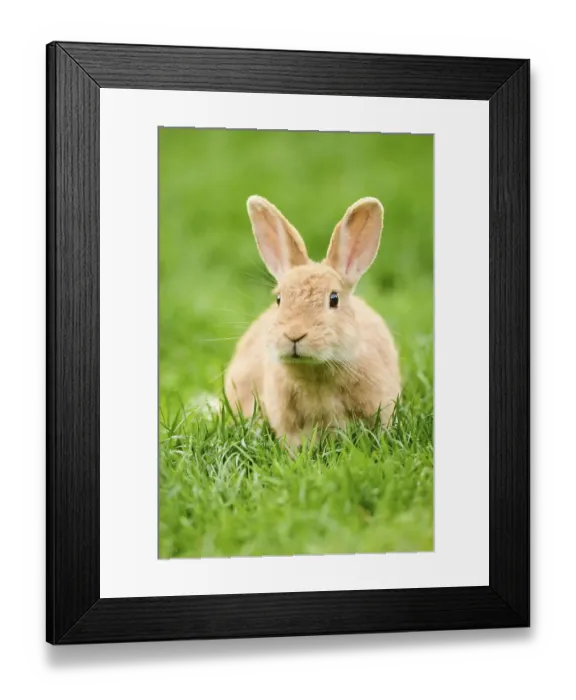 Framed Print : Domesticated rabbit (Oryctolagus cuniculus forma domestica) sitting on a meadow Framed Print : Domesticated rabbit (Oryctolagus cuniculus forma domestica) sitting on a meadow