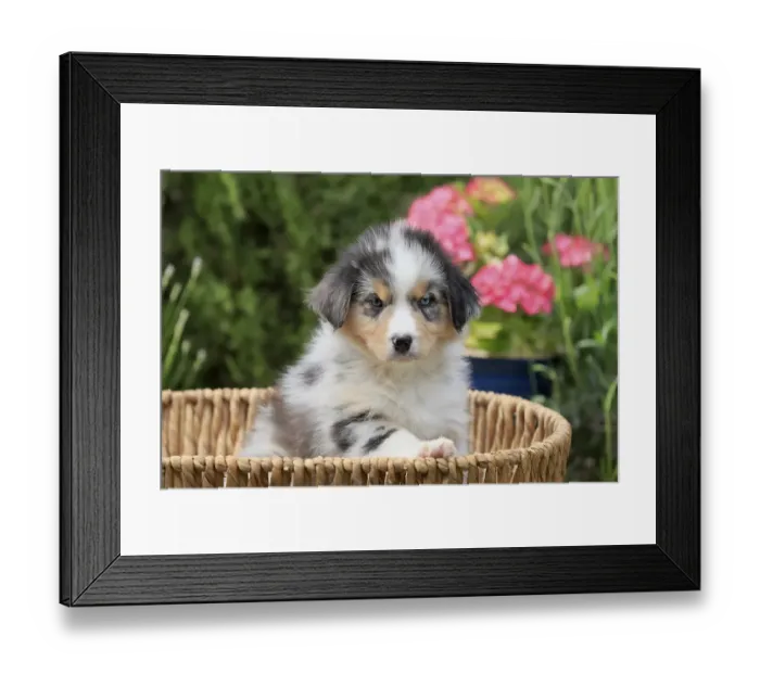 Framed Print : Australian Shepherd domestic dog (Canis lupus familiaris)