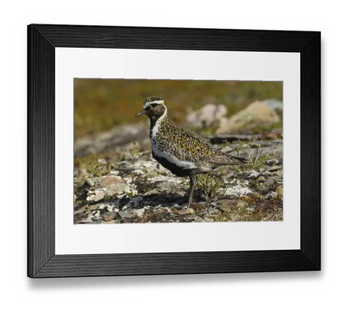 Framed Print : European golden plover (Pluvialis apricaria) in Tundra