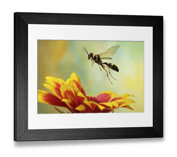Framed Print : (Mellinus arvensis), wasp, Saxony-Anhalt