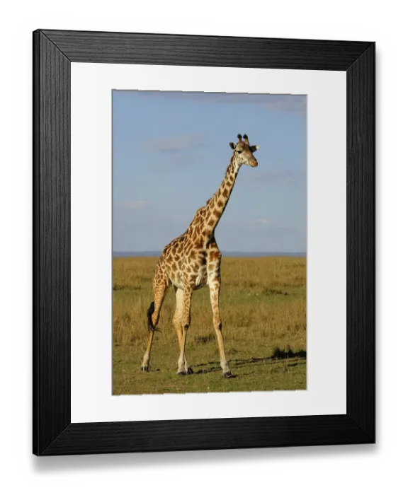 Framed Print : Masai Giraffe (Giraffa camelopardalis tippelskirchi)