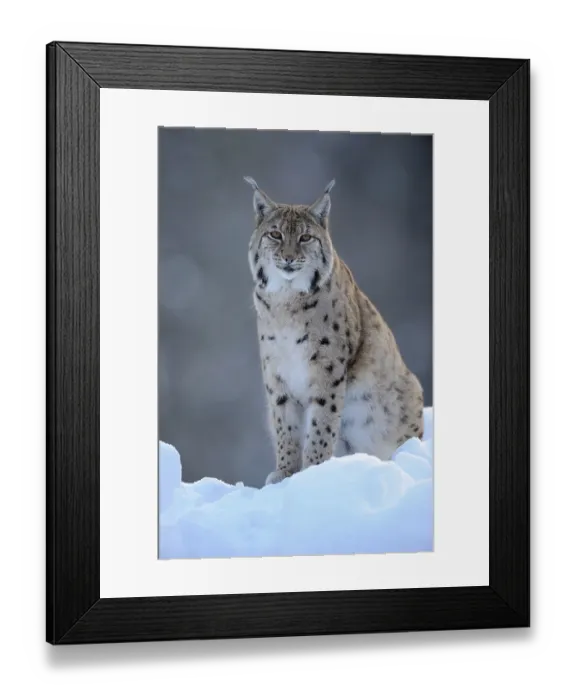 Framed Print : Eurasian Lynx (Lynx lynx), male adult