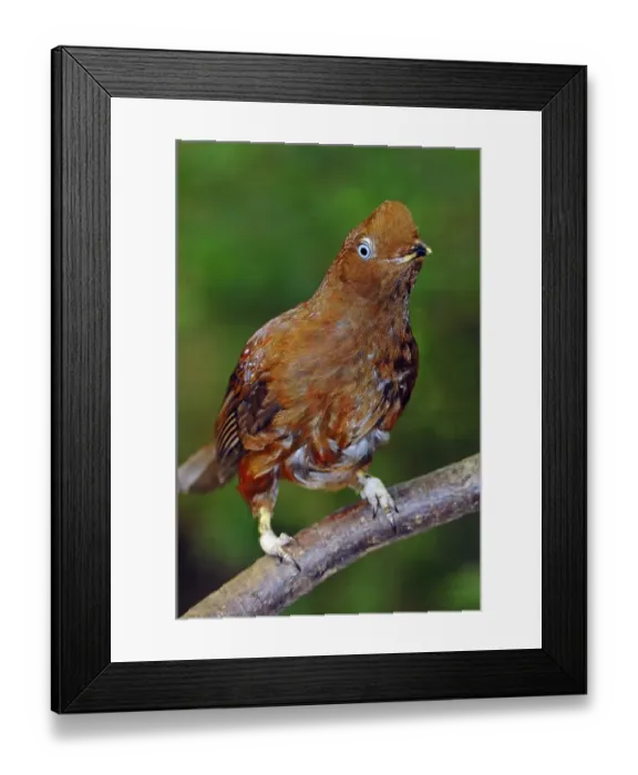 Framed Print : Andean Cock-of-the-rock (Rupicola peruviana, Rupicola peruvianus), female, South American species, captive, Czech Republic, Europe