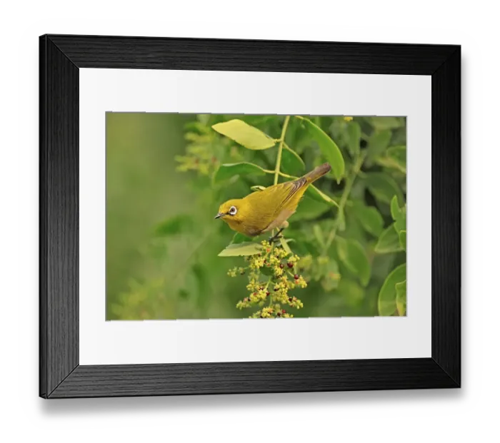 Framed Print : Oriental White-eye (Zosterops palpebrosus), Keoladeo Ghana National Park, Rajasthan, India, Asia Framed Print : Oriental White-eye (Zosterops palpebrosus), Keoladeo Ghana National Park, Rajasthan, India, Asia
