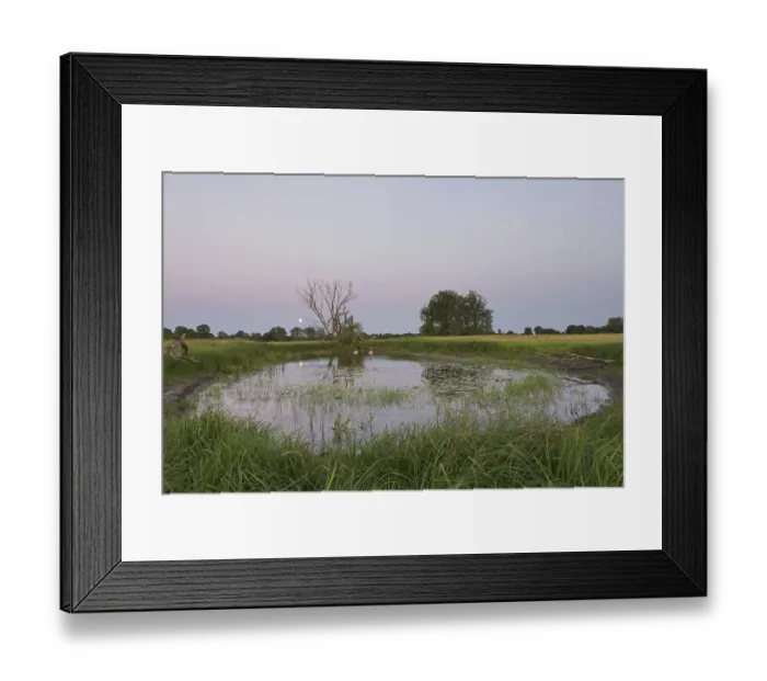 Framed Print : Mute swan (Cygnus olor) pair swimming in pond at Oderbruch, moorland landscape near Oderberg, Brandenburg in eastern Germany Framed Print : Mute swan (Cygnus olor) pair swimming in pond at Oderbruch, moorland landscape near Oderberg, Brandenburg in eastern Germany