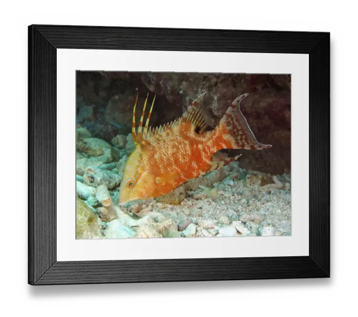 Framed Print : Hogfish (Lachnolaimus maximus)