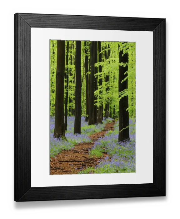 Framed Print : Forest path through a forest of Common Beeches (Fagus sylvatica) with Bluebells (Hyacinthoides)