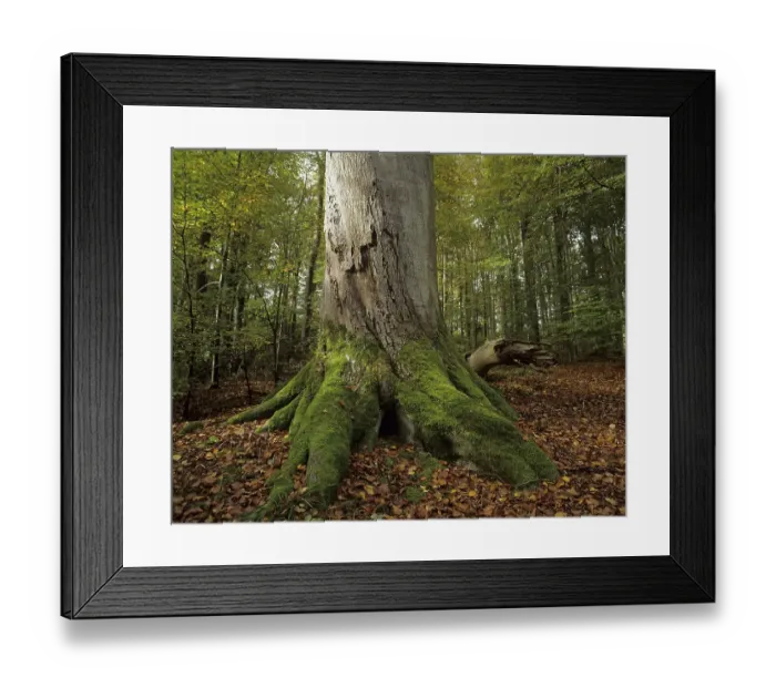 Framed Print : Trunk base of an old European beech (Fagus sylvatica) Framed Print : Trunk base of an old European beech (Fagus sylvatica)