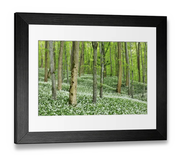 Framed Print : Beech forest with a blossoming Ramson field (Allium ursinum), Germany, Europe Framed Print : Beech forest with a blossoming Ramson field (Allium ursinum), Germany, Europe