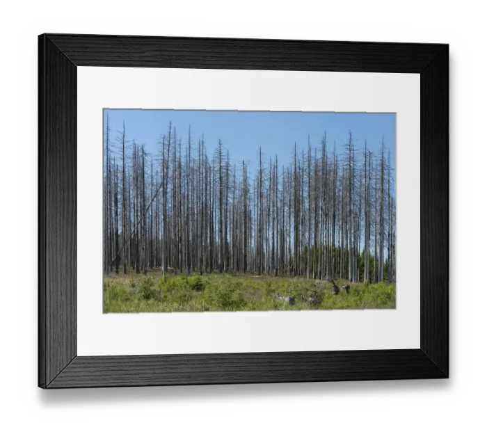Framed Print : Dead spruce (Picea abies) infected and damaged by the European spruce bark beetle (Ips typographus) Framed Print : Dead spruce (Picea abies) infected and damaged by the European spruce bark beetle (Ips typographus)