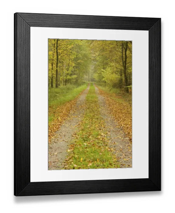 Framed Print : Forest track in the autumn, Lower Saxony Framed Print : Forest track in the autumn, Lower Saxony