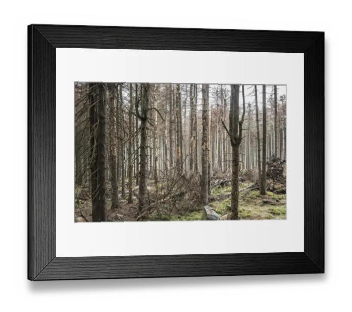 Framed Print : Large areas of dead forests in the Harz Mountains due to drought