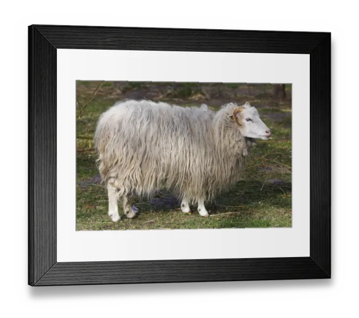 Framed Print : Skudde (Ovis ammon f. aries), Skudde sheep