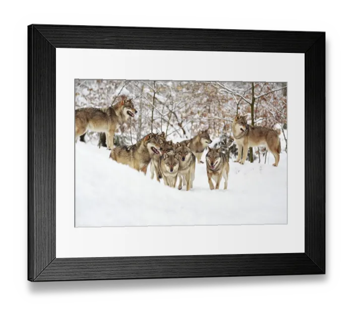 Framed Print : Wolves (Canis lupus) in the snow Framed Print : Wolves (Canis lupus) in the snow