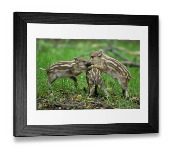 Framed Print : Shoats, boars (Sus scrofa), playing Framed Print : Shoats, boars (Sus scrofa), playing